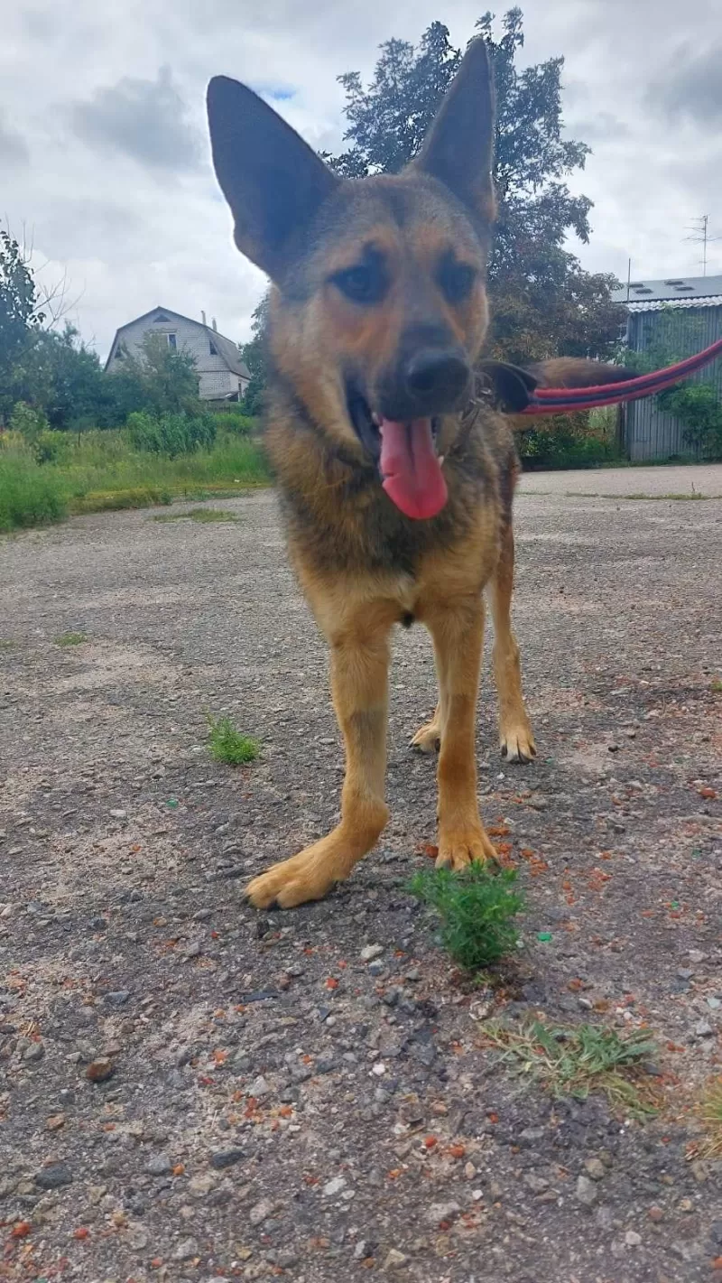 Hlídal mrtvého pána v troskách a sám byl postřelen. Dejme Rexovi šanci na život bez bolesti.